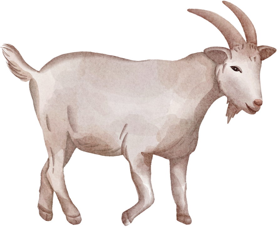 watercolor goat